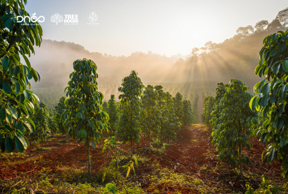 Vườn cây Đàn Hương