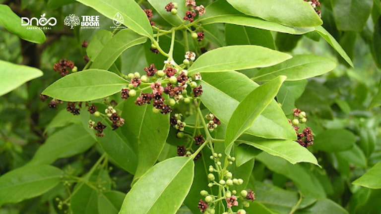 Đàn Hương mang đến nhiều giá trị lợi ích